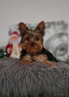 Yorkshirsky terier mini - 4