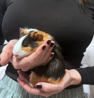 Predam morske prasiatka - 4