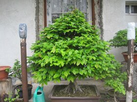 bonsai,bonsaj-hrab 12 - 4