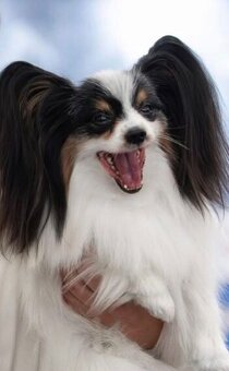 Papillon s rodokmeňom FCI - 4