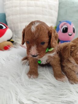 Cavapoo - 4