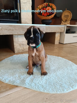 Nemecký boxer s PP - 4