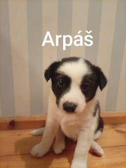 Border kólia LARA - 4