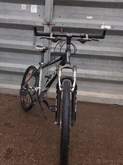 Kellys salamander - 4