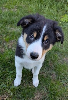 Border kolia tricolor - 4