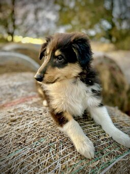 dlhosrstá kólia - 4