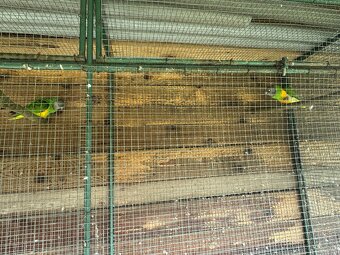 Papagáj senegálsky 1,1 - 4