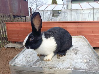 Predám králiky - 4