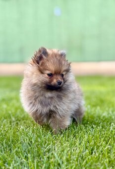 Pomeranian trpazličí špic - 4