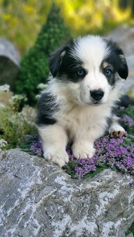 Welsh Corgi Pembroke - 4