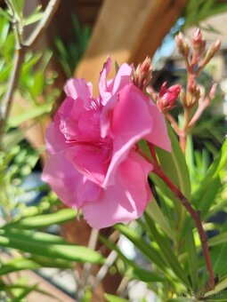 Predám oleander - 4
