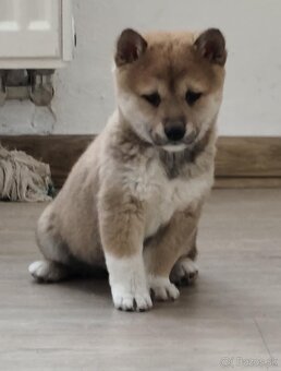 Shiba inu - 4