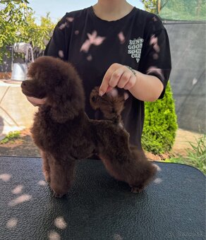 čokoládový chlapček toy pudel - 4