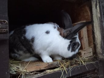 Predám Samca Zajaca - 4