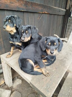 Darujem Šteniatká - 4