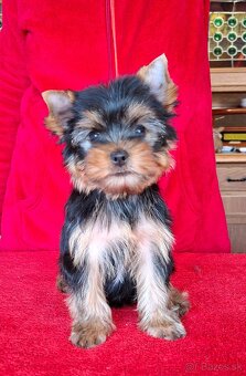 Yorkshire terrier s PP - psík - 4