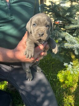 Cane Corso - 4