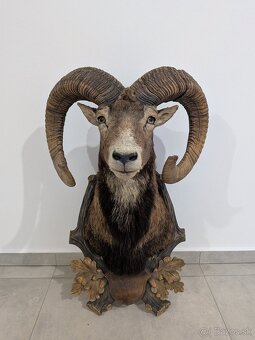 Zhody,parohy,parožie, trofej - 4