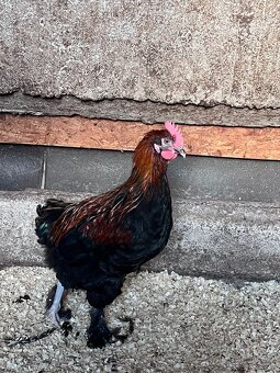 Marans - 4