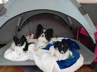 papillon s PP - 4