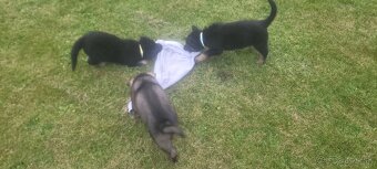 Šteniatko nemeckého ovčiaka s pp - 4