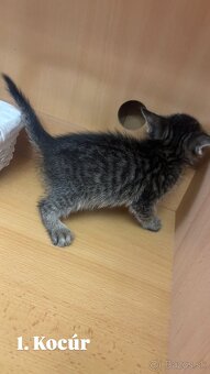 Darujem mačiatká - 4