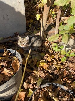 Darujem mačiatko - 4