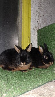 zakrslí kralik ohnivák - 4