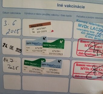 Jazvečík kratkosrstý merle ( psík) - 4