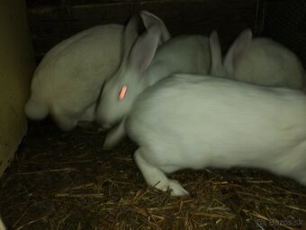Predám králiky hyla - 4