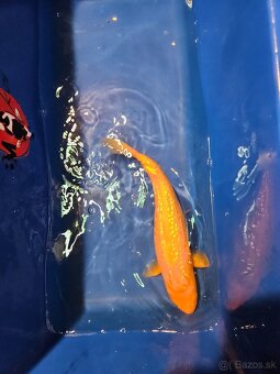 Koi kapor - 4
