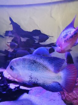Vieja Bifasciata Fenestratus - 4