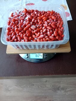 Arónia, goji, rakytník - 4