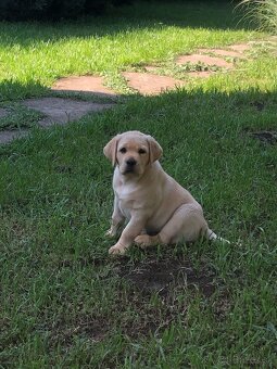 Labrador šteniatka s PP - 4