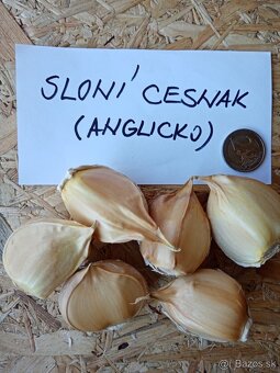 Sloni cesnak - 4