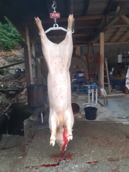 Predám prasatá - 4