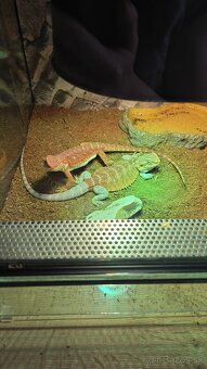 Agama bradata červená - 4