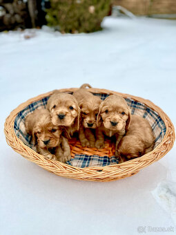 Anglický kokeršpaniel - 4