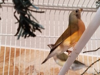 Amadina gouldova - 4