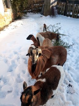 kamerunsky baran - 4