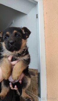 Nemecký ovčiak - 4