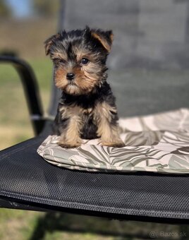 Yorkshirsky terier - 4