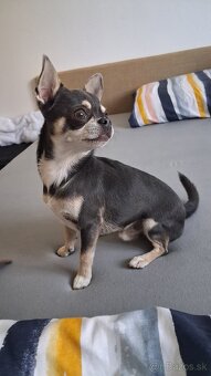 Psik civava na krytie - 4