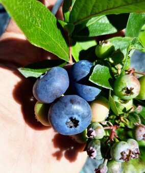 Čučoriedky sadenice - 4