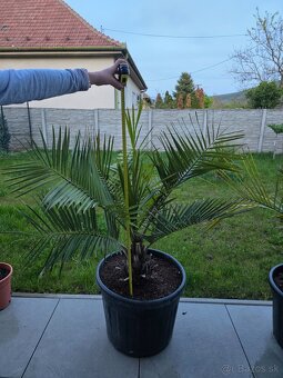 Palma Jubaea Chilensis - 4