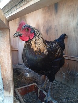 Kohút 🐓 - 4