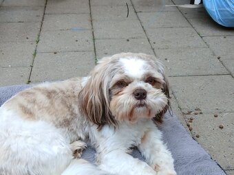 Fenka Shih-tzu - rezervovana - 4