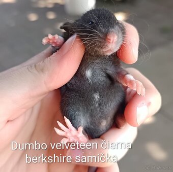 ❤ Exkluzívne dumbo, velveteen potkaníky - 4