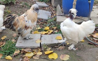 Kohút - hodvábnička zdrobnená - USA - 4