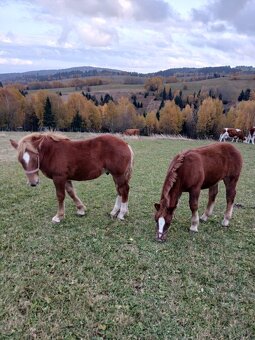 Predám žriebätá - 4